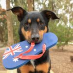 Australian Kelpie dog holding an Australian flag thong in its mouth outdoors, representing CBD oil for dogs in Australia.