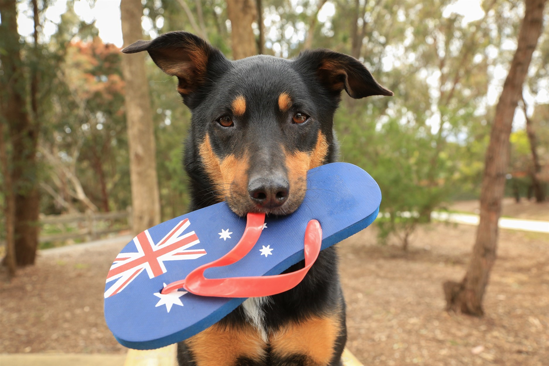 Australian Kelpie dog holding an Australian flag thong in its mouth outdoors, representing CBD oil for dogs in Australia.