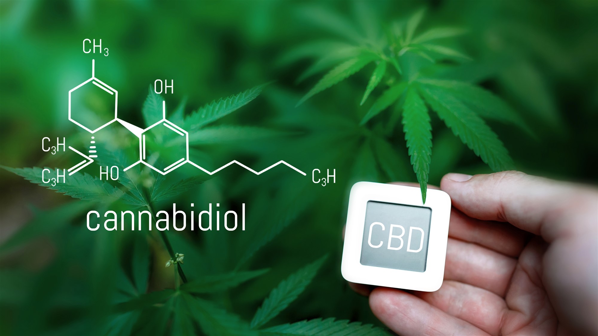 Hand holding a CBD label tile in front of a cannabis plant with the cannabidiol chemical molecular structure overlaid on the left.