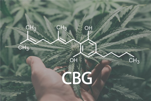 Hand holding a cannabis plant with the CBG chemical molecular structure overlaid, representing cannabigerol and its properties.