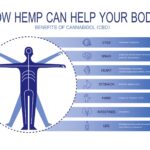Infographic showing how hemp and CBD can benefit the body, including the eyes, brain, heart, stomach, hands, intestines, and legs.