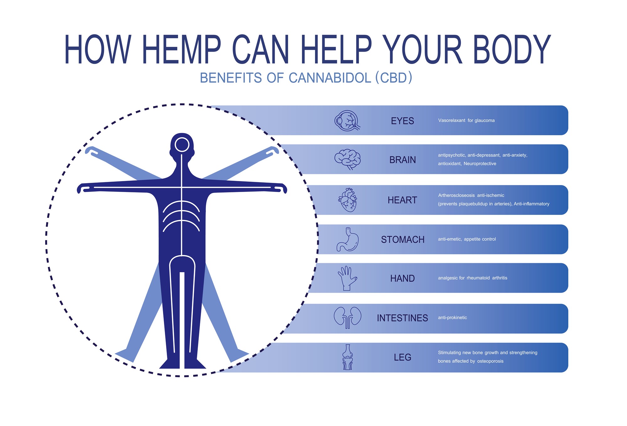 Infographic showing how hemp and CBD can benefit the body, including the eyes, brain, heart, stomach, hands, intestines, and legs.